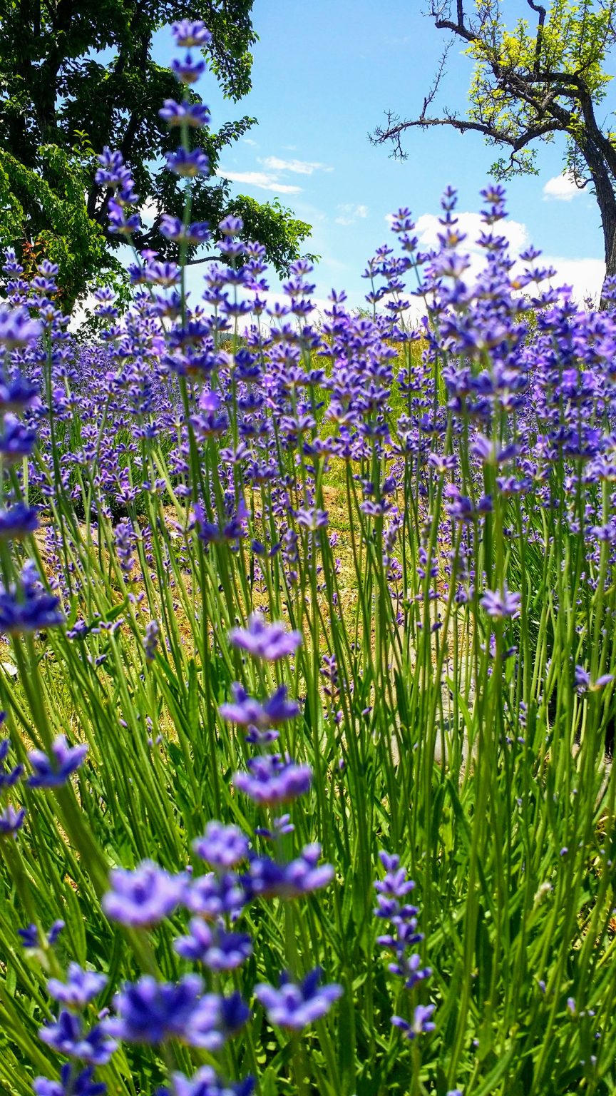 Lavender farm near Paonia The Local Nomad