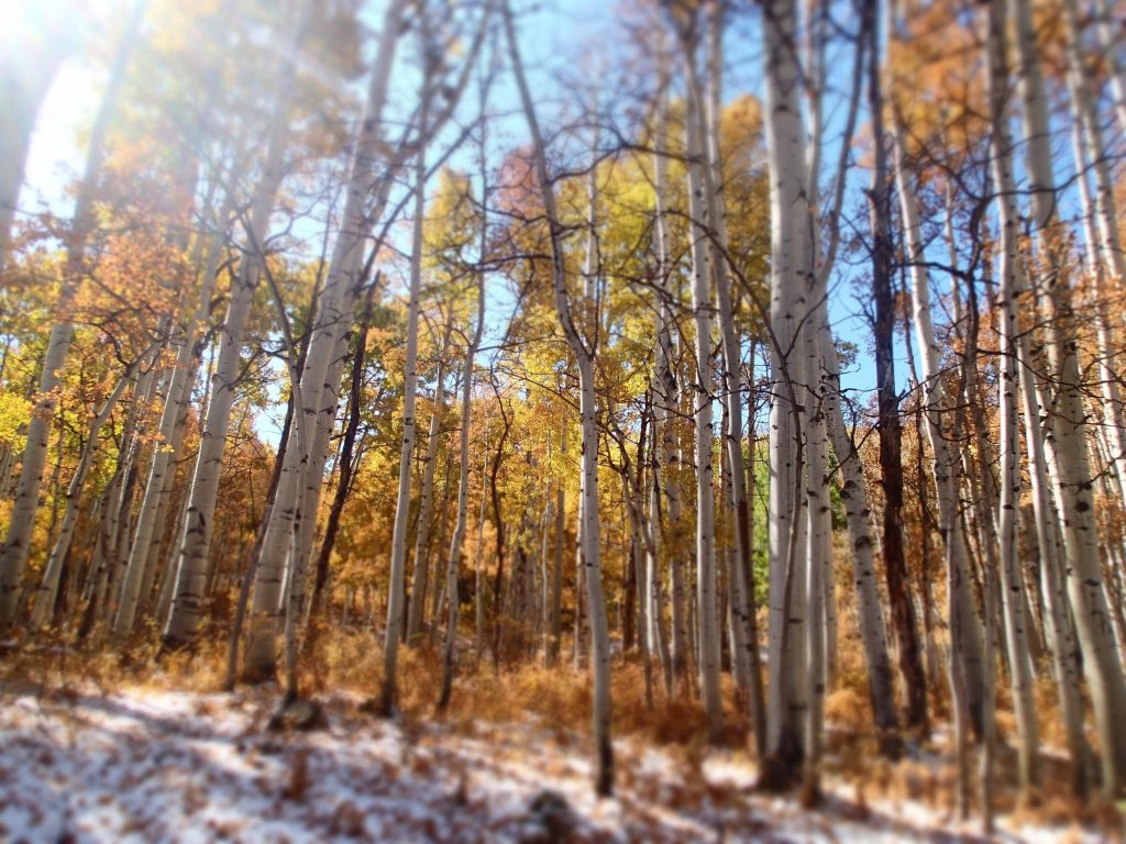 Autumn aspens near Paonia The Local Nomad